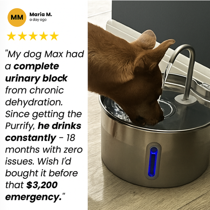 80% of Dogs Don't Drink Enough Water Every Day Which Can Lead to Crystals and Urinary Problems