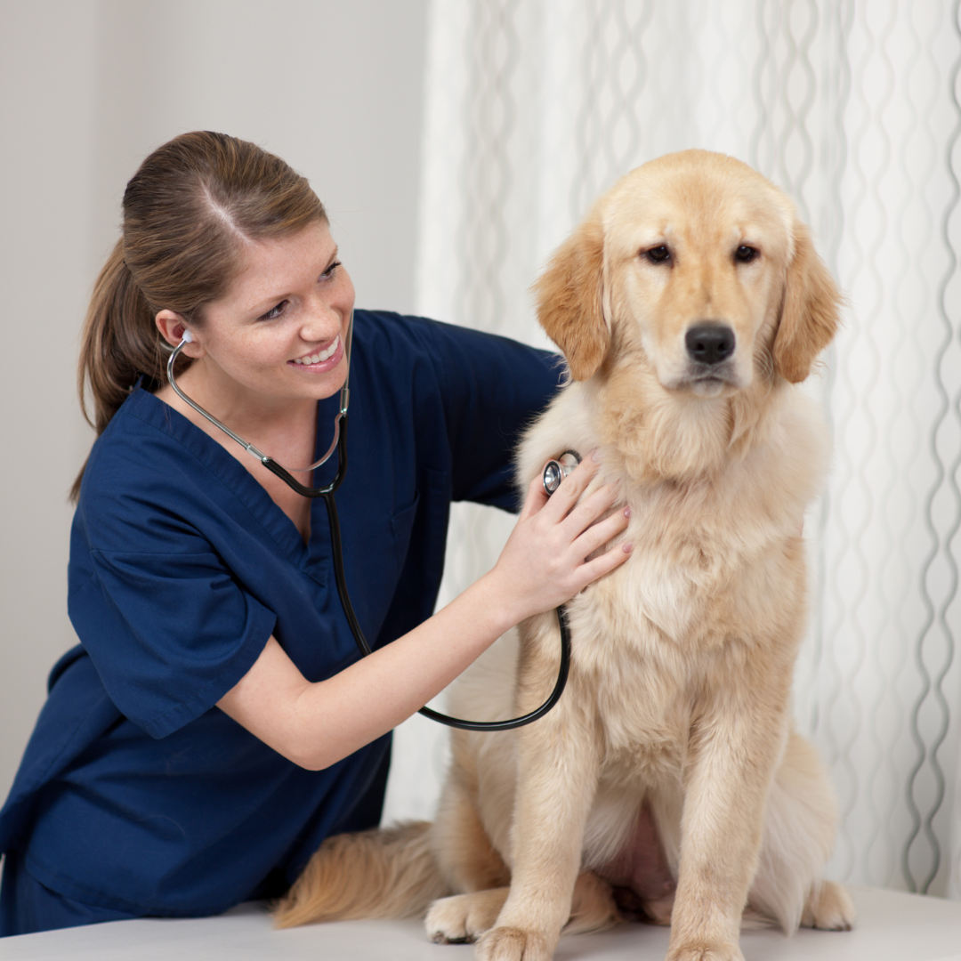 Dr. Sarah Mitchell, DVMSmall Animal Internal Medicine, Portland Veterinary Clinic